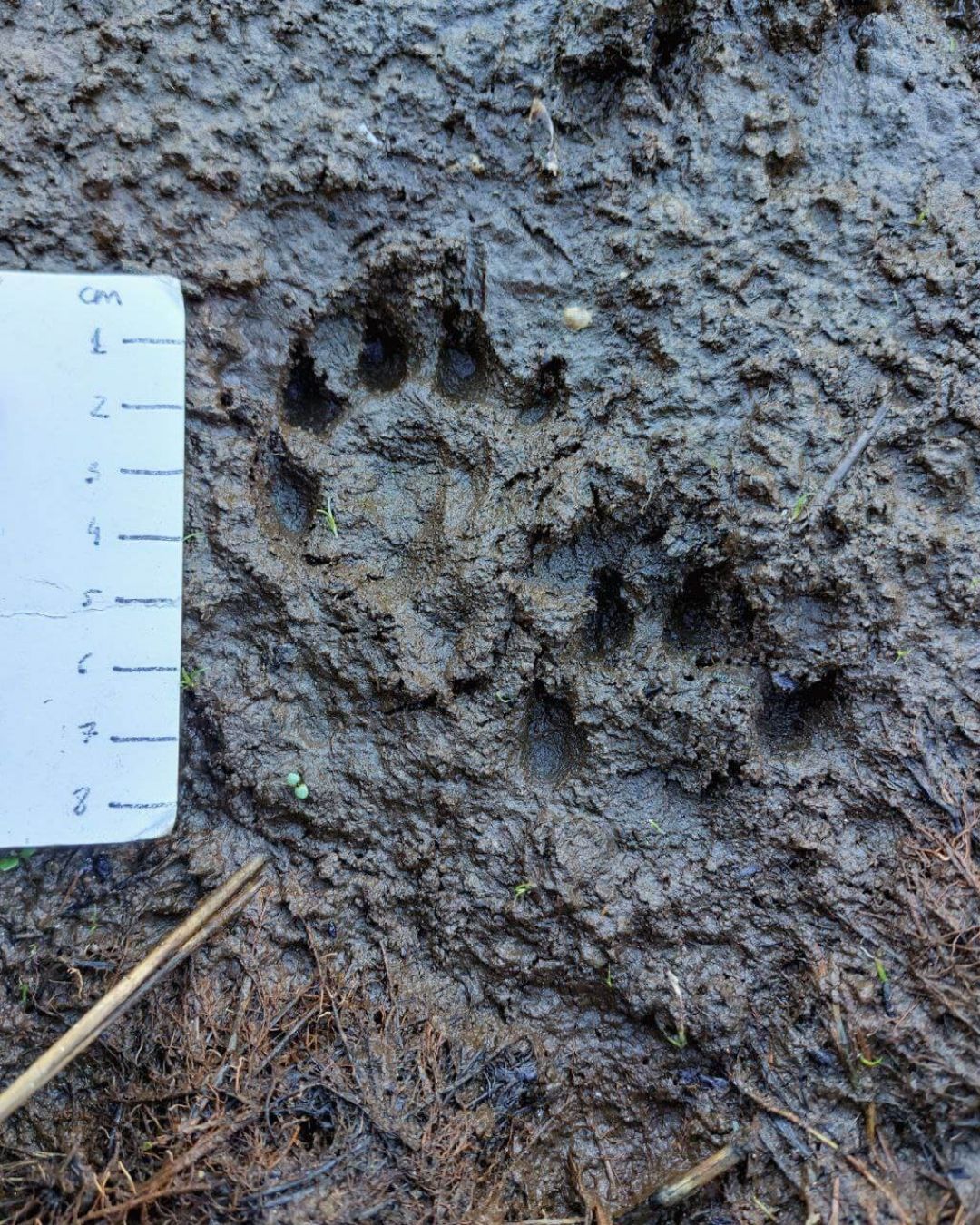 Identificação de Pegadas & Sinais de Animais Silvestres | 24 a 28 Abril | René Nauta - Image 7