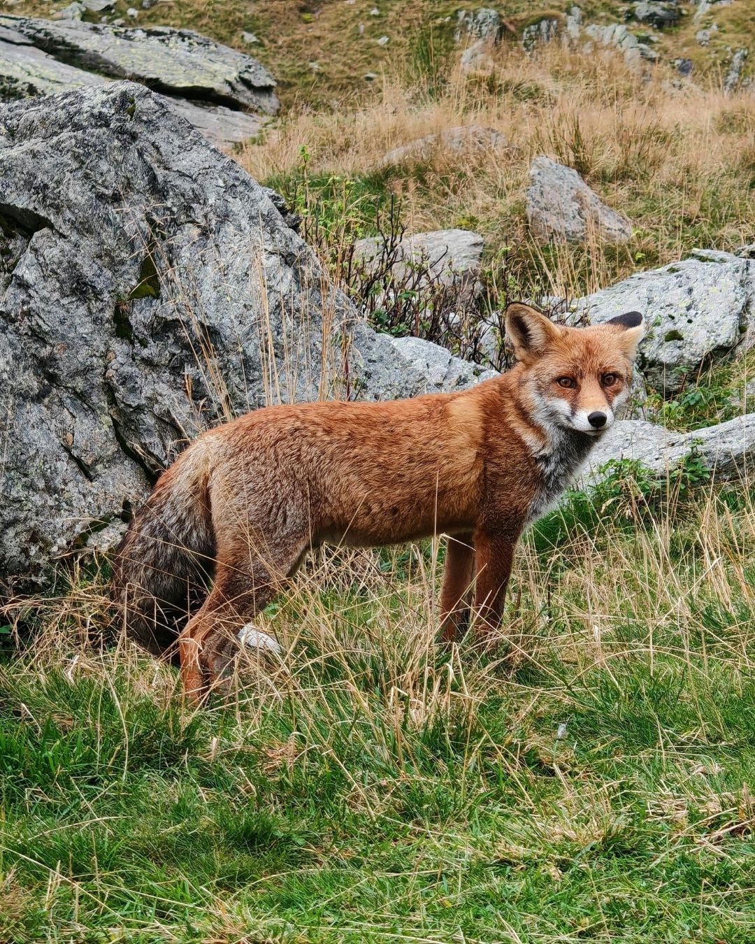 Identificação de Pegadas & Sinais de Animais Silvestres | 24 a 28 Abril | René Nauta - Image 4