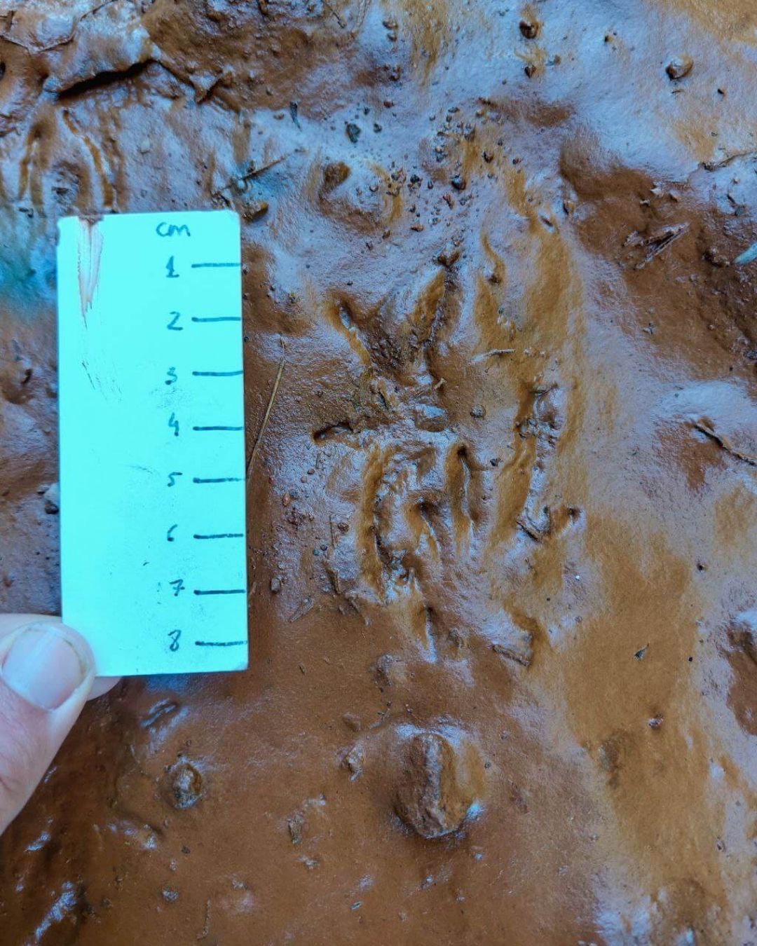 Identificação de Pegadas & Sinais de Animais Silvestres | 24 a 28 Abril | René Nauta - Image 5