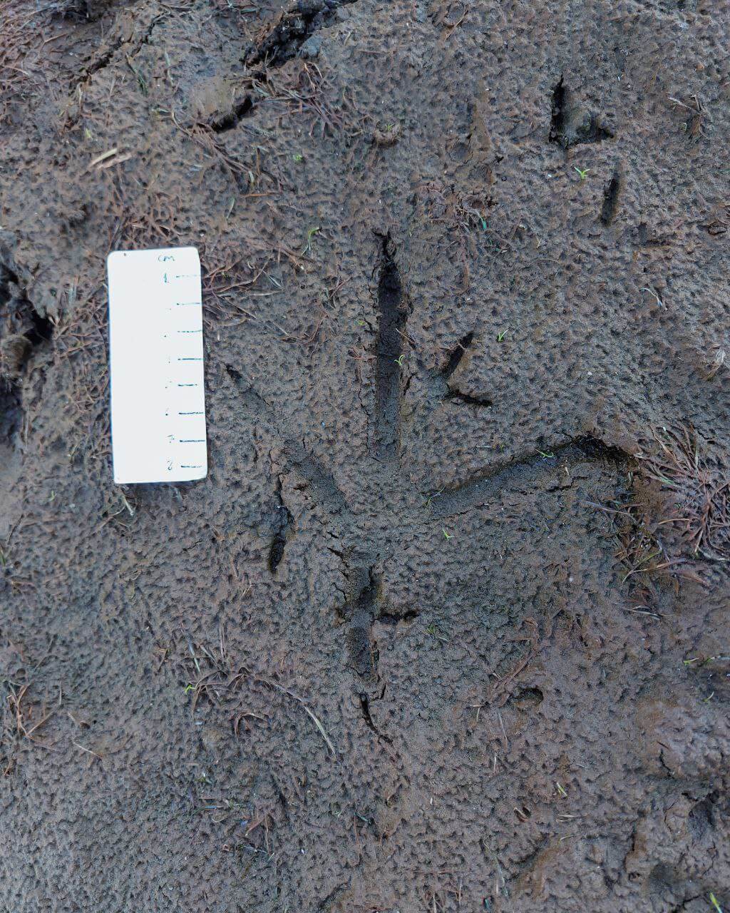 Pegadas & Sinais de Animais Silvestres | 24 a 28 Abril | René Nauta - Image 4