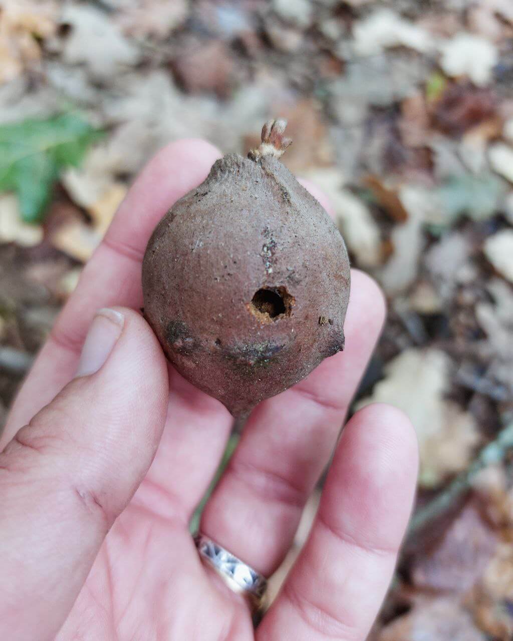 Identificação de Pegadas & Sinais de Animais Silvestres | 24 a 28 Abril | René Nauta - Image 9
